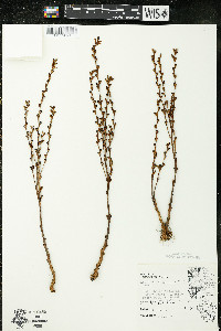 Epifagus virginiana image