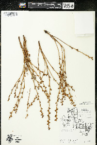 Epifagus virginiana image