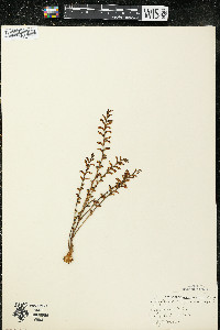 Epifagus virginiana image