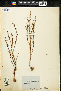 Epifagus virginiana image