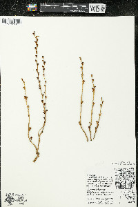 Epifagus virginiana image