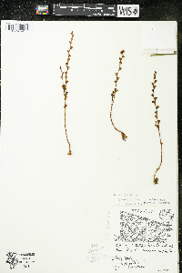 Epifagus virginiana image