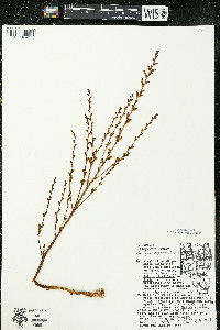 Epifagus virginiana image