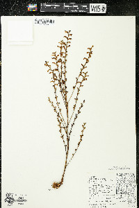 Epifagus virginiana image