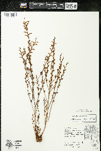 Epifagus virginiana image
