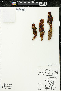 Conopholis americana image