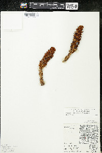 Conopholis americana image