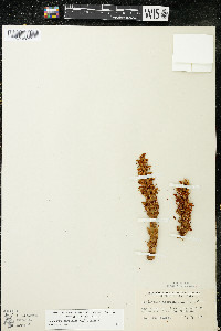 Conopholis americana image