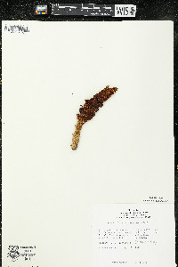 Conopholis americana image