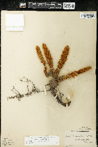 Conopholis americana image