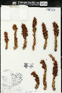 Conopholis americana image