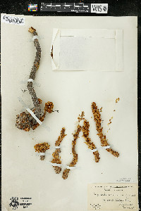 Conopholis americana image