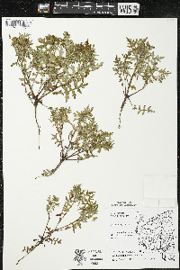 Ellisia nyctelea image