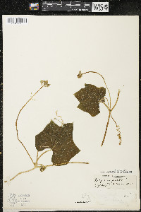 Sicyos angulatus image