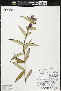 Gentiana andrewsii image