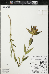 Gentiana andrewsii image