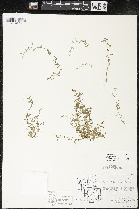 Callitriche palustris image