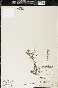 Callitriche palustris image