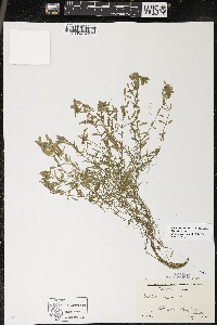 Callitriche palustris image