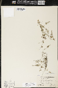 Callitriche palustris image