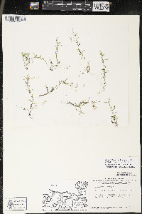 Callitriche palustris image