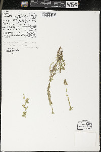 Callitriche palustris image