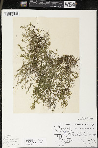 Callitriche palustris image