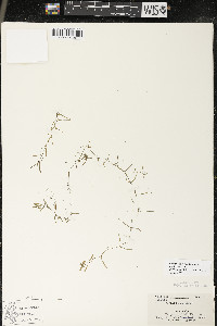 Callitriche palustris image