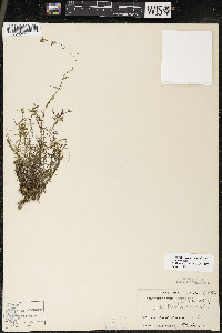 Callitriche palustris image