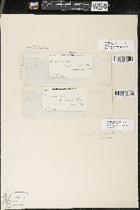 Callitriche palustris image