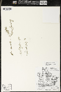Callitriche palustris image