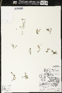 Callitriche palustris image
