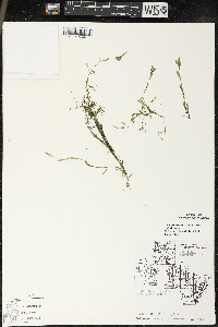 Callitriche palustris image