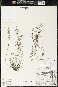 Callitriche palustris image