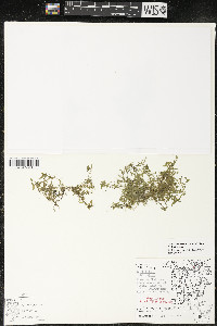 Callitriche palustris image