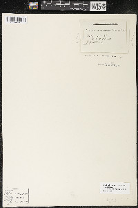 Callitriche palustris image
