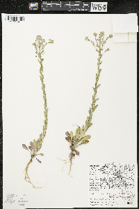 Lepidium campestre image