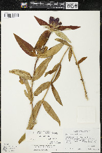 Gentiana andrewsii var. andrewsii image