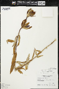 Gentiana andrewsii image