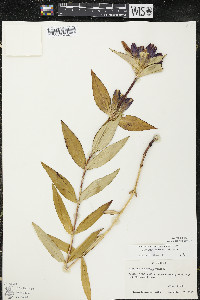 Gentiana andrewsii var. andrewsii image