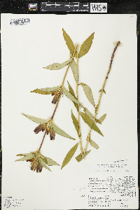 Gentiana andrewsii image