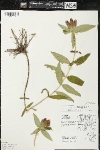 Gentiana andrewsii image