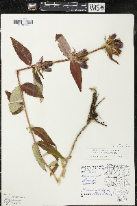 Gentiana andrewsii image