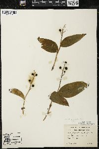 Maianthemum trifolium image