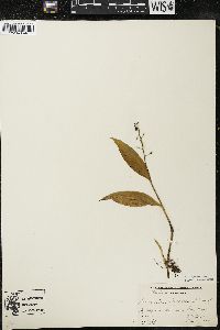 Maianthemum trifolium image