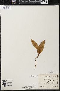 Maianthemum trifolium image