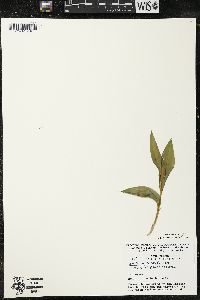 Maianthemum trifolium image