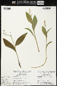 Maianthemum trifolium image