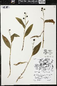 Maianthemum trifolium image