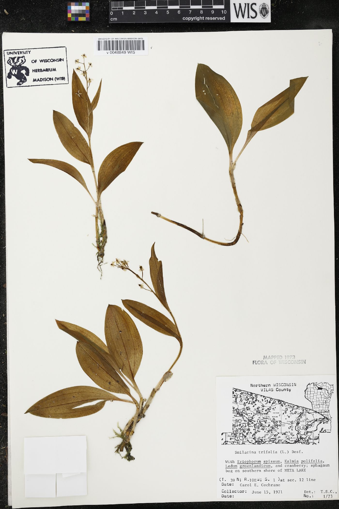 Maianthemum trifolium image